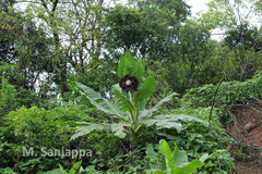 Ensete glaucum